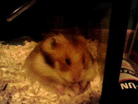 Noisette